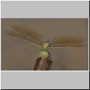 Anax imperator - Grosse Koenigslibelle w10.jpg